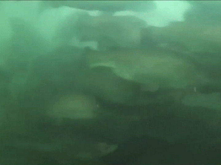 Närbilder på fiskar som trängs under vatten