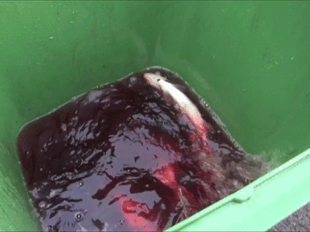 En tunna fylld med blodigt vatten och ännu levande fiskar