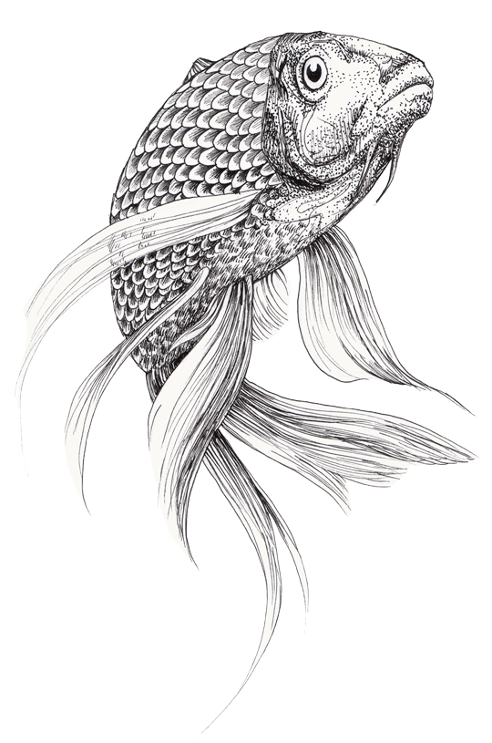 Illustration föreställande en guldfisk