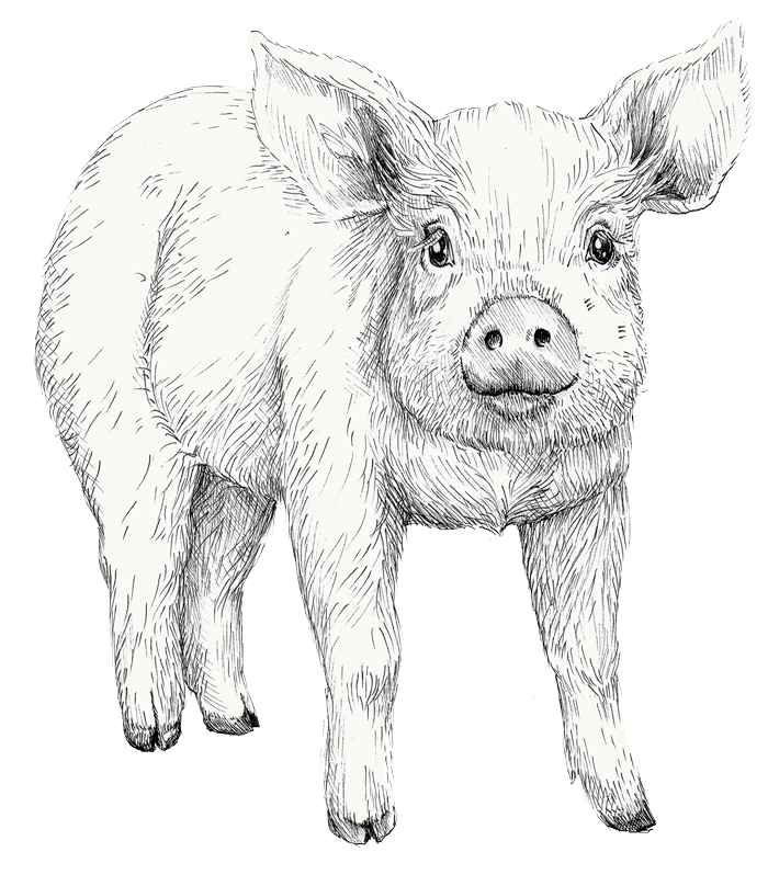 Illustration föreställande en gris