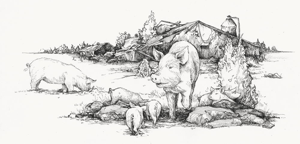 Fria grisar framför en raserad djurfabrik
