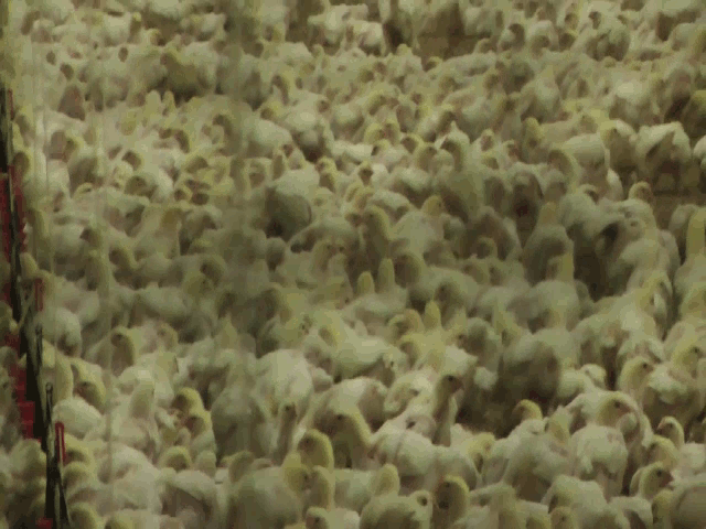 Kameran zoomar ut från ett hav av små gula kycklingar