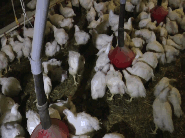 Väldigt många kycklingar på golvet i en mörk lada