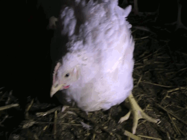 En kyckling försöker gå med ett ben som står rakt ut från kroppen