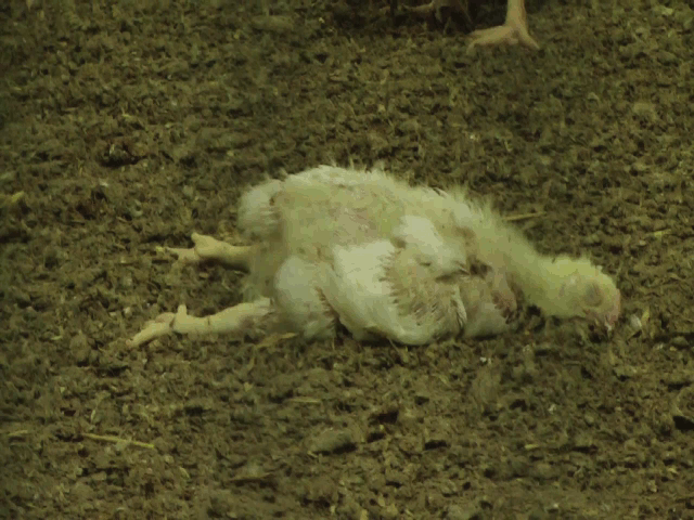 En död kyckling på golvet omgiven av levande kycklingar