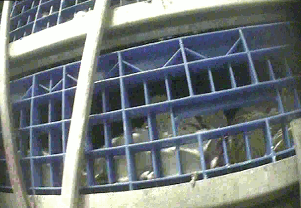 Närbild på transportlåda fullpackad med kycklingar