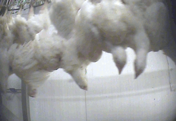 Kycklingar hängandes med huvudet nedåt far förbi i snabb takt