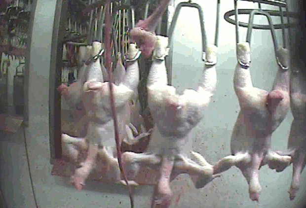 Döda plockade kycklingkroppar far förbi