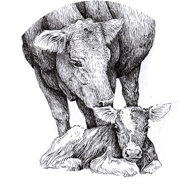 Illustration föreställande en ko med kalv