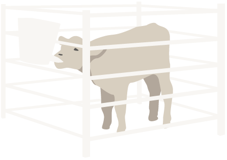 Illustration föreställande en kalv i en ensambox