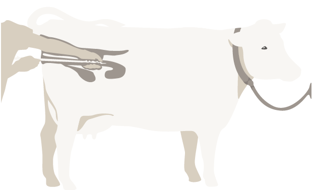 Illustration föreställande en ko som insimineras