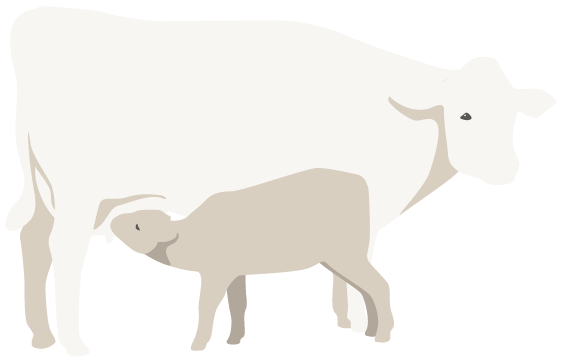 Illustration föreställande en kalv som diar