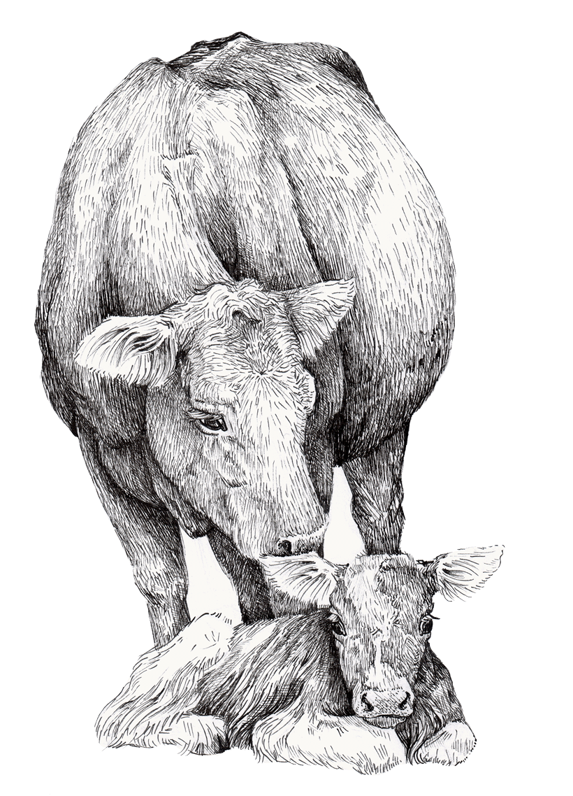 Illustration föreställande en ko och en kalv